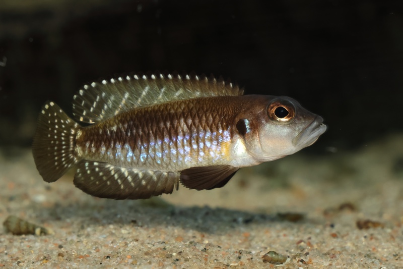 Lamprologus speciosus 'Kizike'